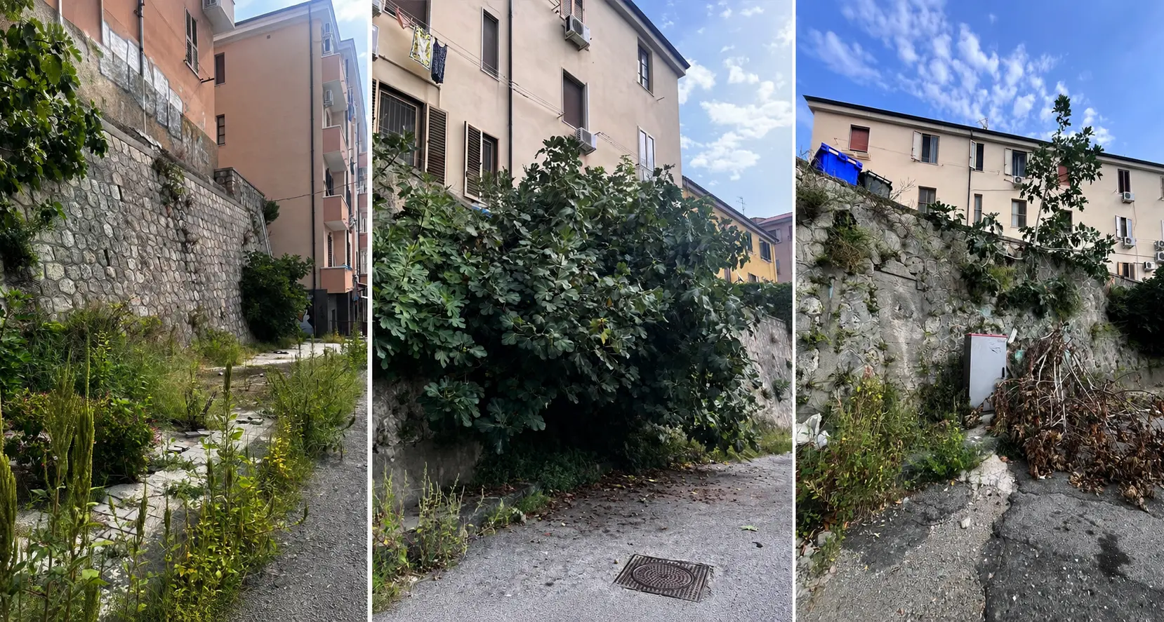 Verde urbano, Veraldi attacca il Comune: «Gestione diventata un’emergenza»\n