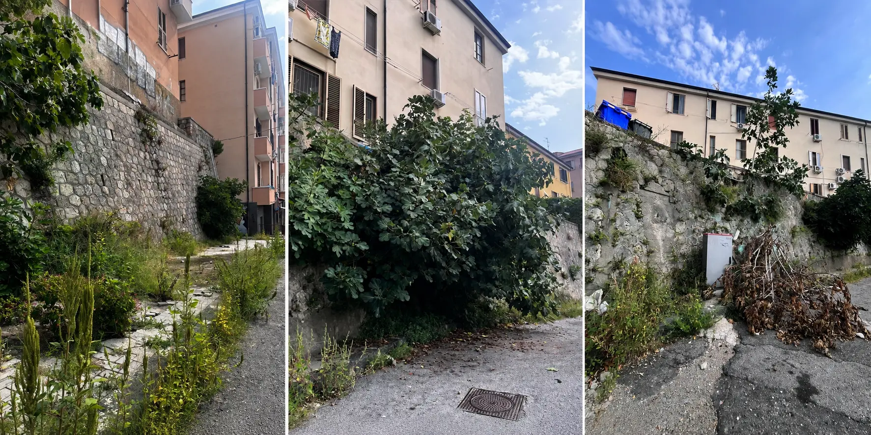 Verde urbano, Veraldi attacca il Comune: «Gestione diventata un’emergenza»\n