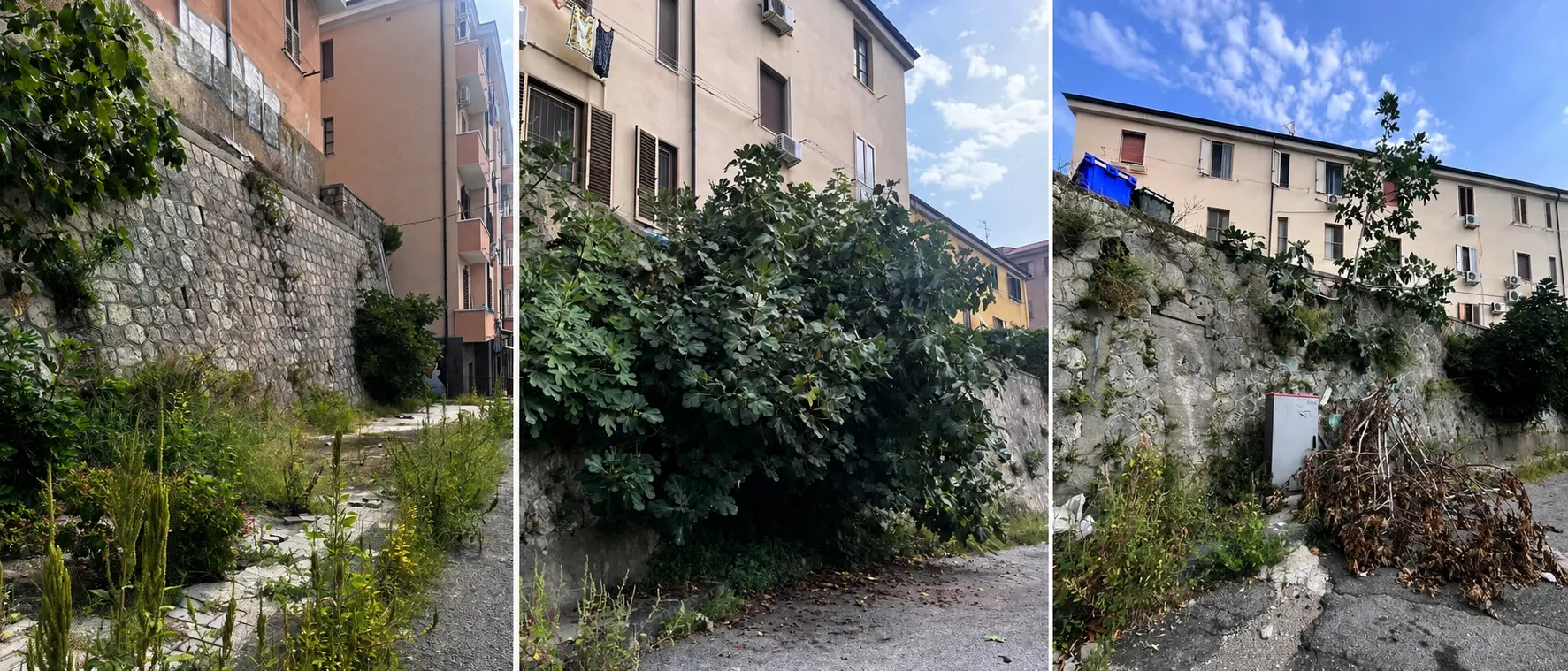 Verde urbano, Veraldi attacca il Comune: «Gestione diventata un’emergenza»\n