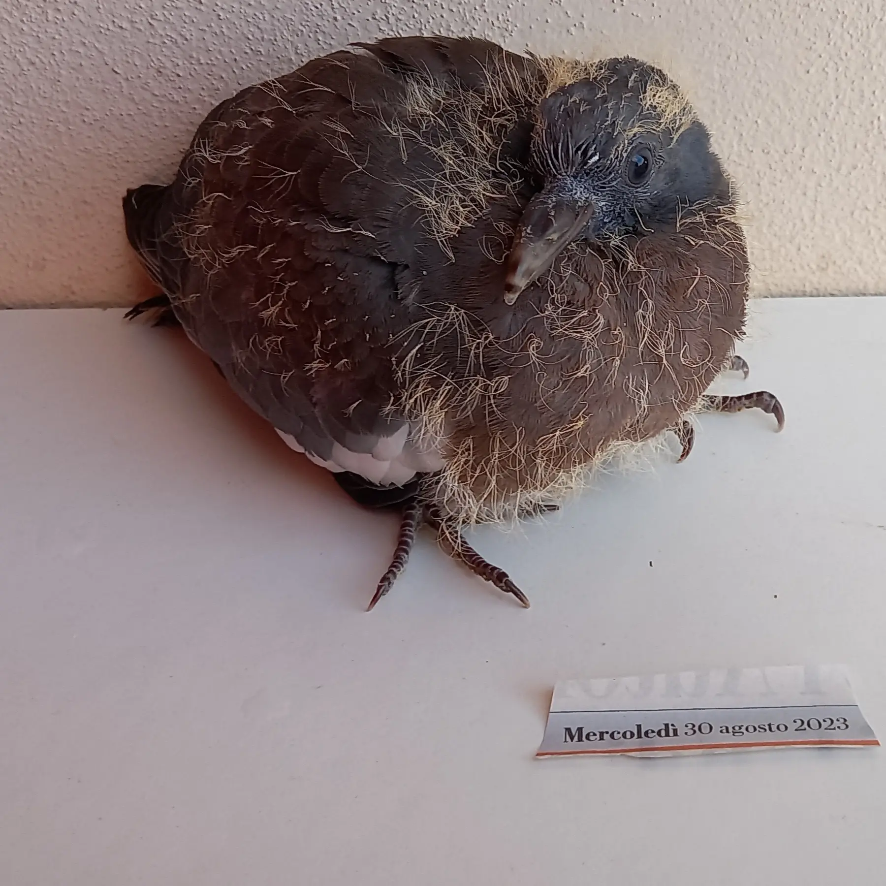 Caccia anticipata in Calabria, il WWF attacca la Regione: «Basta spari dopo un’estate di fuoco»\n