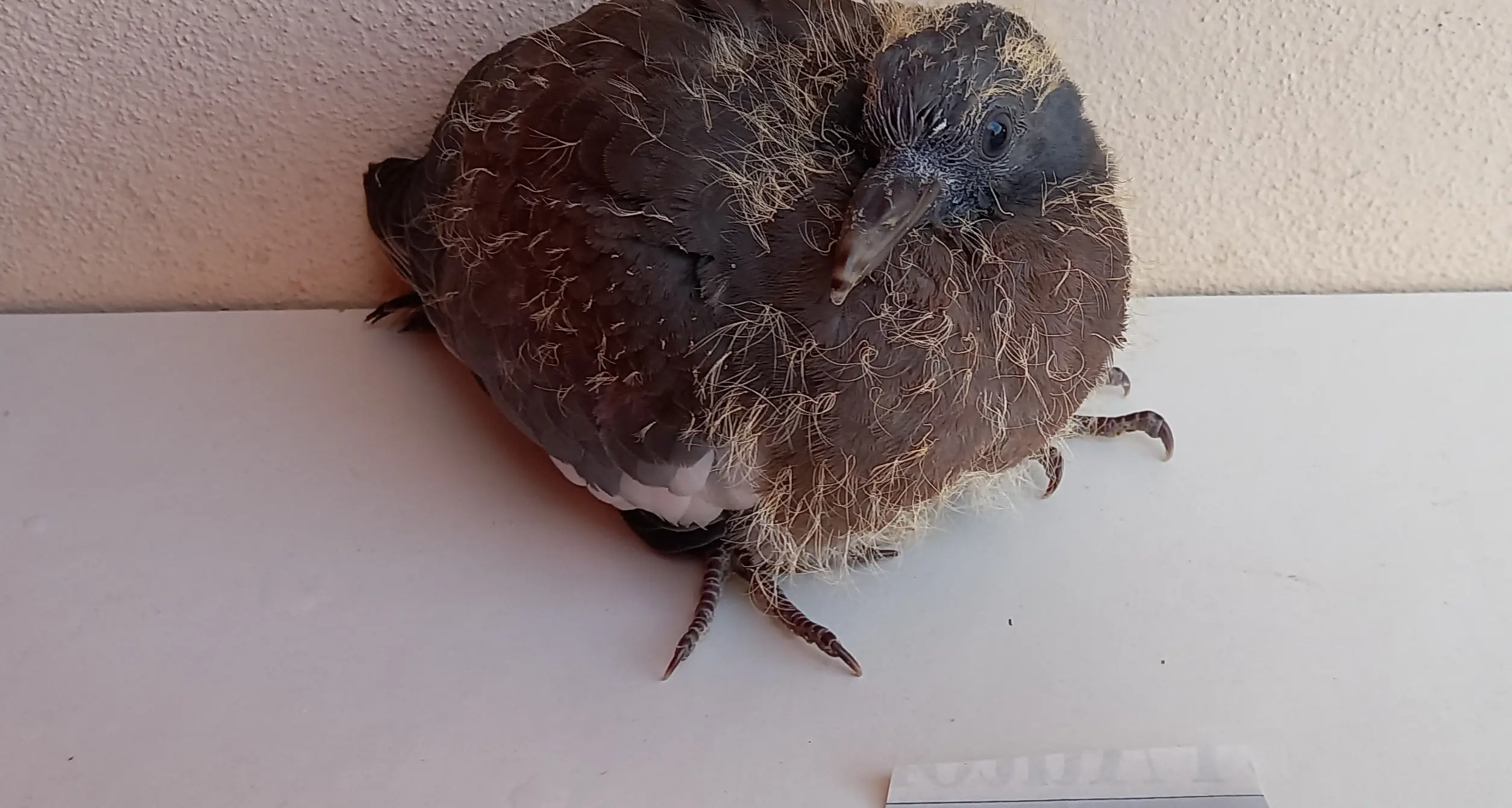 Caccia anticipata in Calabria, il WWF attacca la Regione: «Basta spari dopo un’estate di fuoco»\n