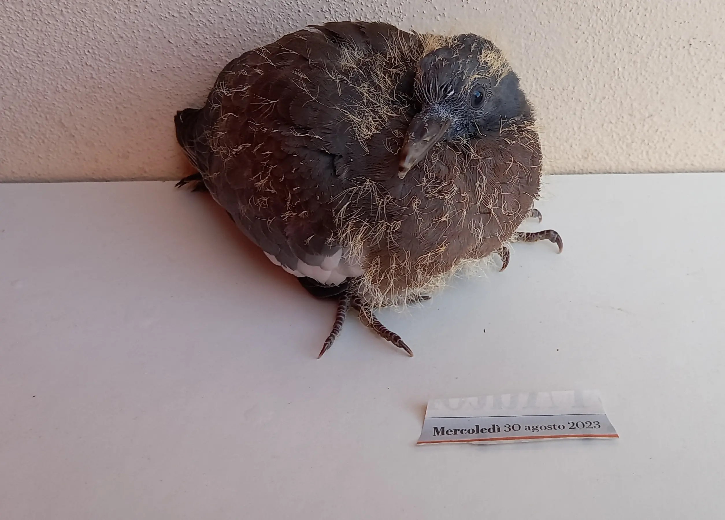 Caccia anticipata in Calabria, il WWF attacca la Regione: «Basta spari dopo un’estate di fuoco»\n