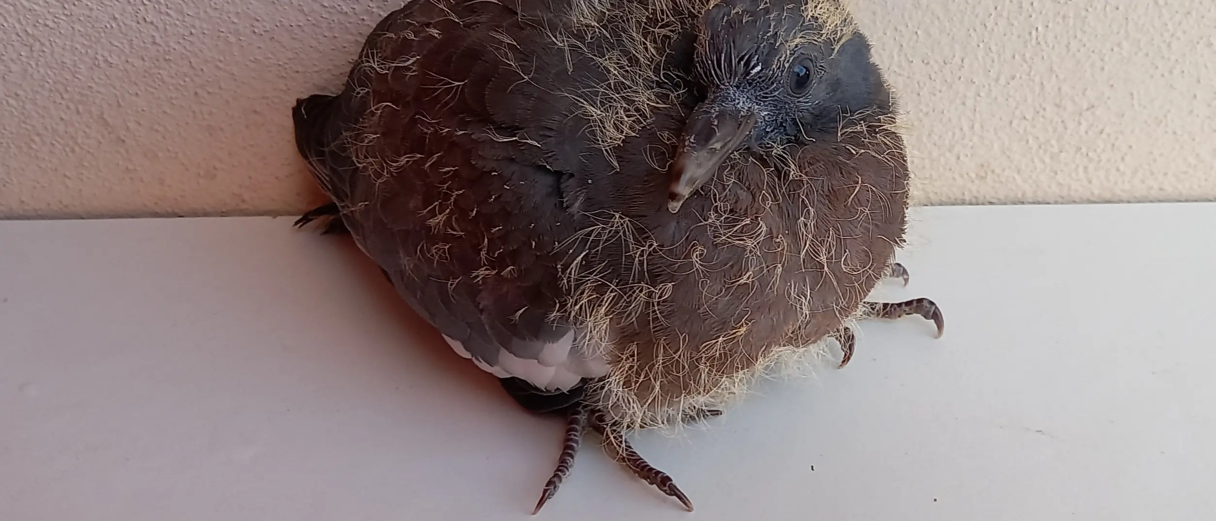 Caccia anticipata in Calabria, il WWF attacca la Regione: «Basta spari dopo un’estate di fuoco»\n