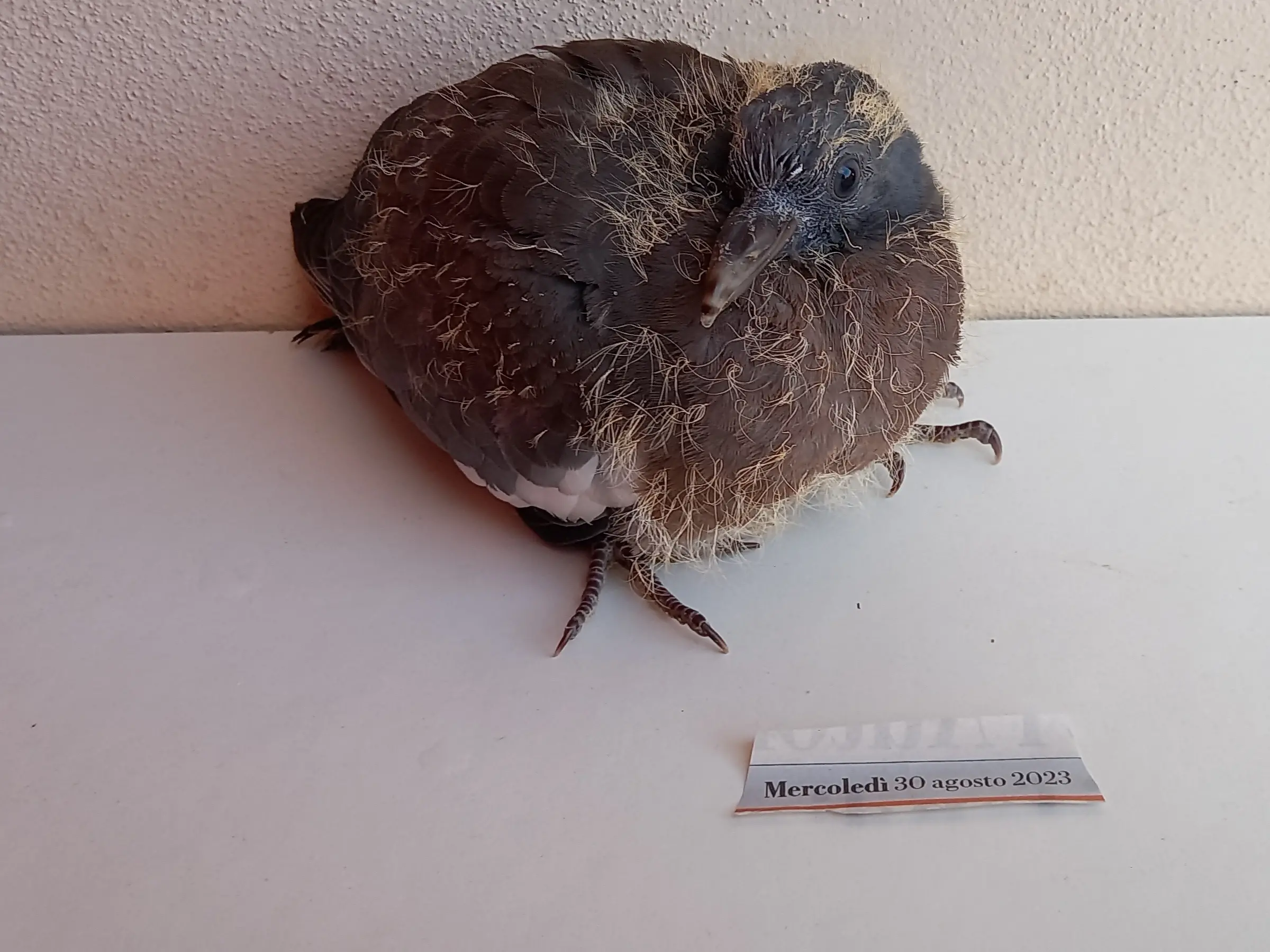 Caccia anticipata in Calabria, il WWF attacca la Regione: «Basta spari dopo un’estate di fuoco»