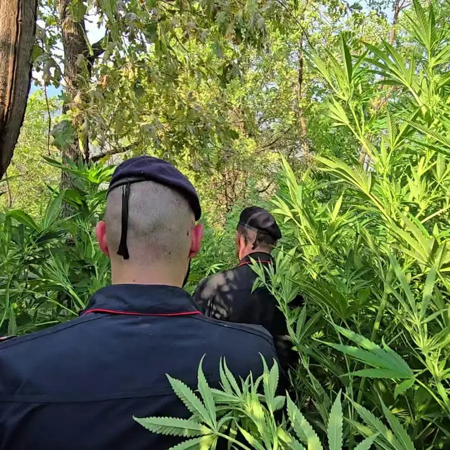 Rosarno, scoperta piantagione di marijuana con oltre mille piante: tre arresti\n