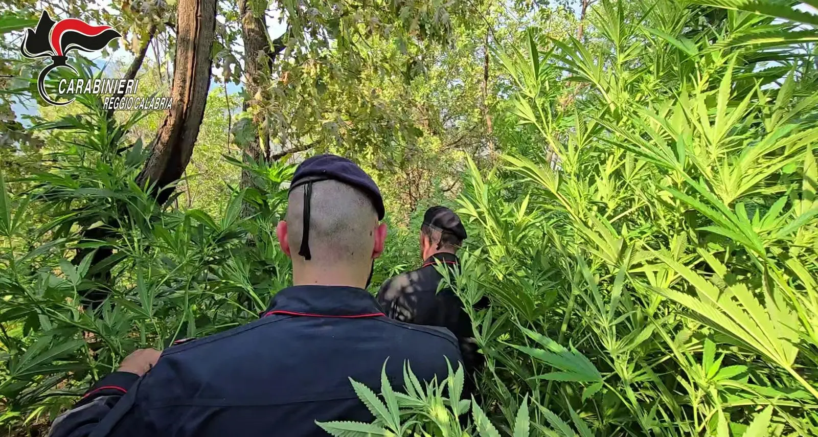 Rosarno, scoperta piantagione di marijuana con oltre mille piante: tre arresti\n
