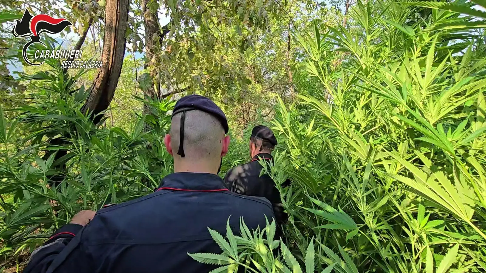 Rosarno, scoperta piantagione di marijuana con oltre mille piante: tre arresti\n