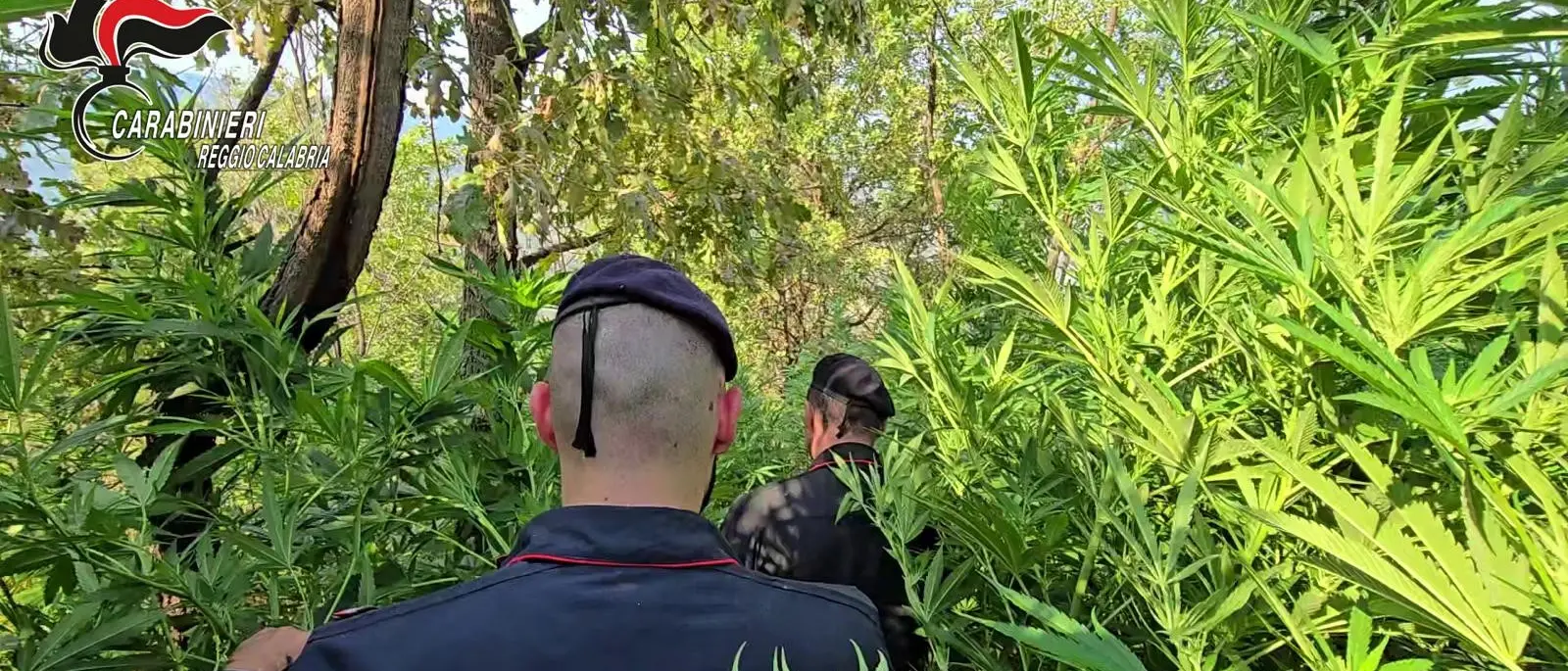 Rosarno, scoperta piantagione di marijuana con oltre mille piante: tre arresti\n