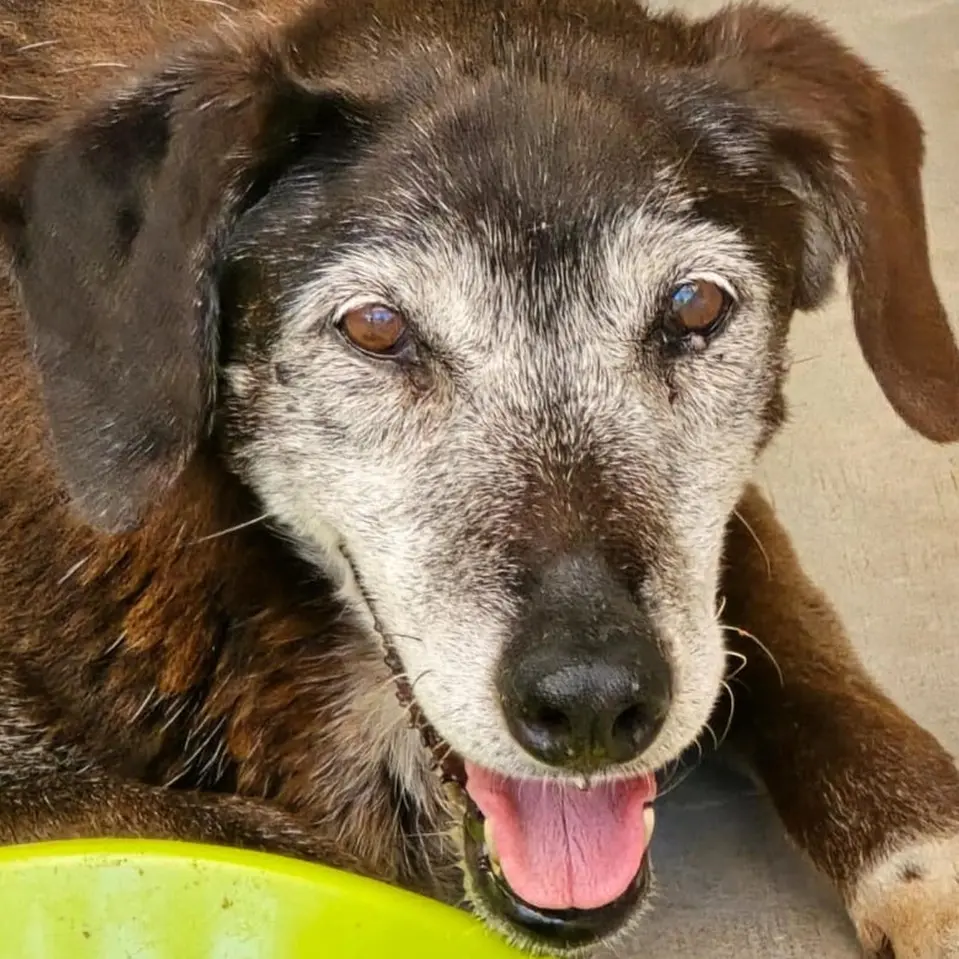 Reggio, Dacci una Zampa:\u00A0«Aiutateci a trovare una nuova casa per 27 cani»\n