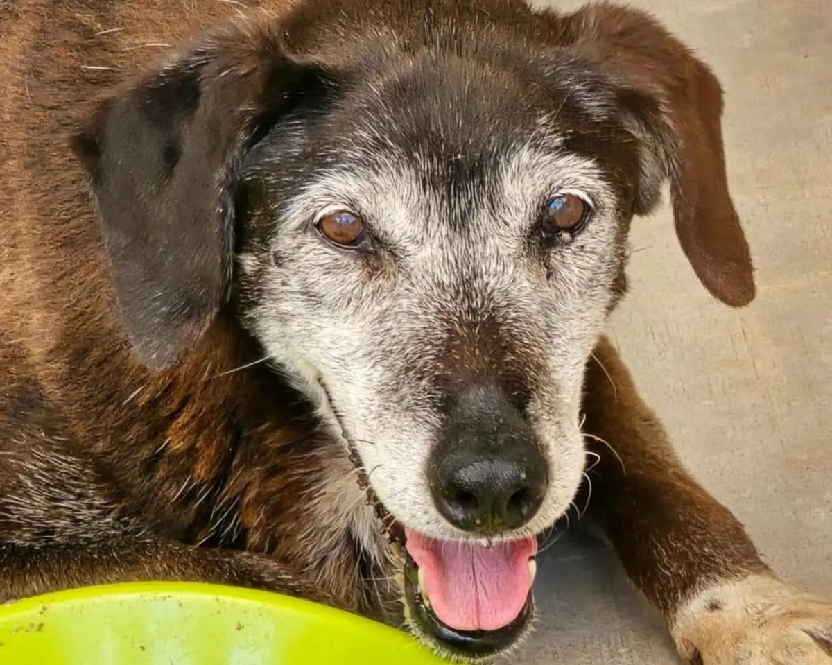 Reggio, Dacci una Zampa:\u00A0«Aiutateci a trovare una nuova casa per 27 cani»\n
