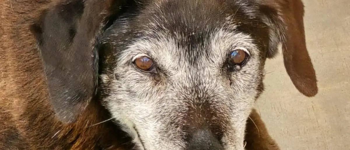 Reggio, Dacci una Zampa:\u00A0«Aiutateci a trovare una nuova casa per 27 cani»\n