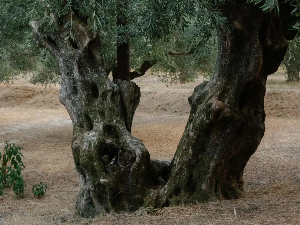 Primo focolaio di xylella individuato a Taurianova, Gallo: «È un inizio di epidemia, dobbiamo fermarla»