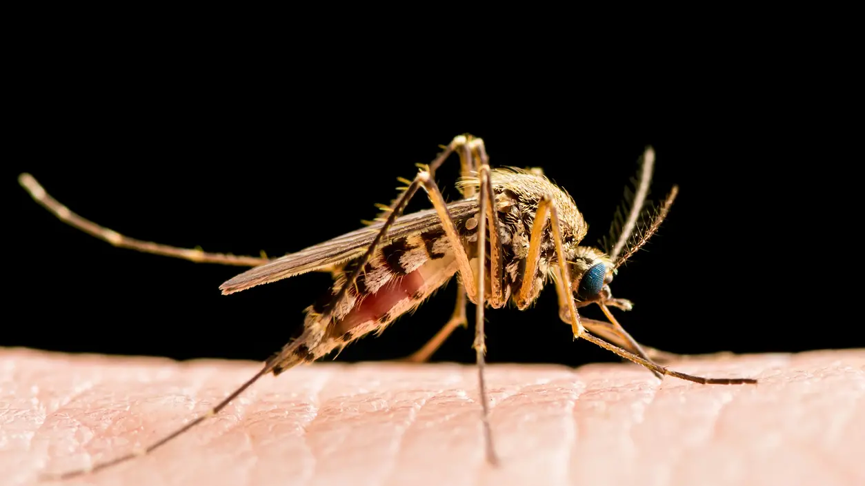 Encephalitis, Yellow Fever, Malaria Disease or Zika Virus Infected Culex Mosquito Parasite Insect Macro Isolated on Black Background , Getty Images/iStockphoto