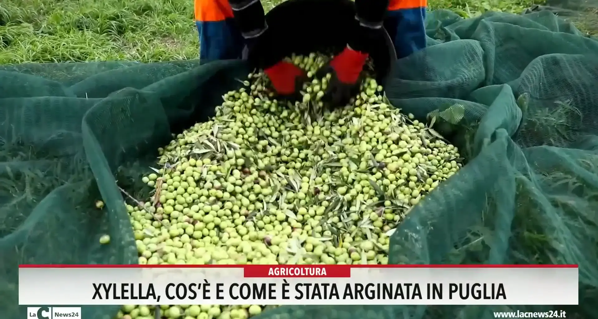 Xylella cos'è e come è stata arginata in Puglia