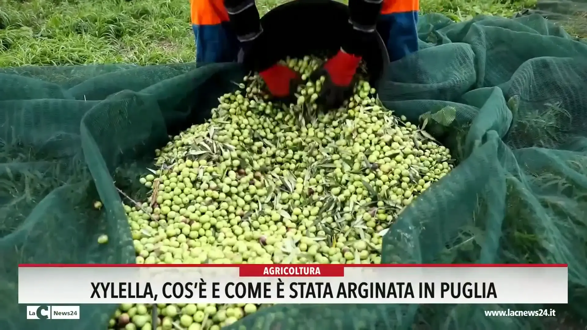 Xylella cos'è e come è stata arginata in Puglia