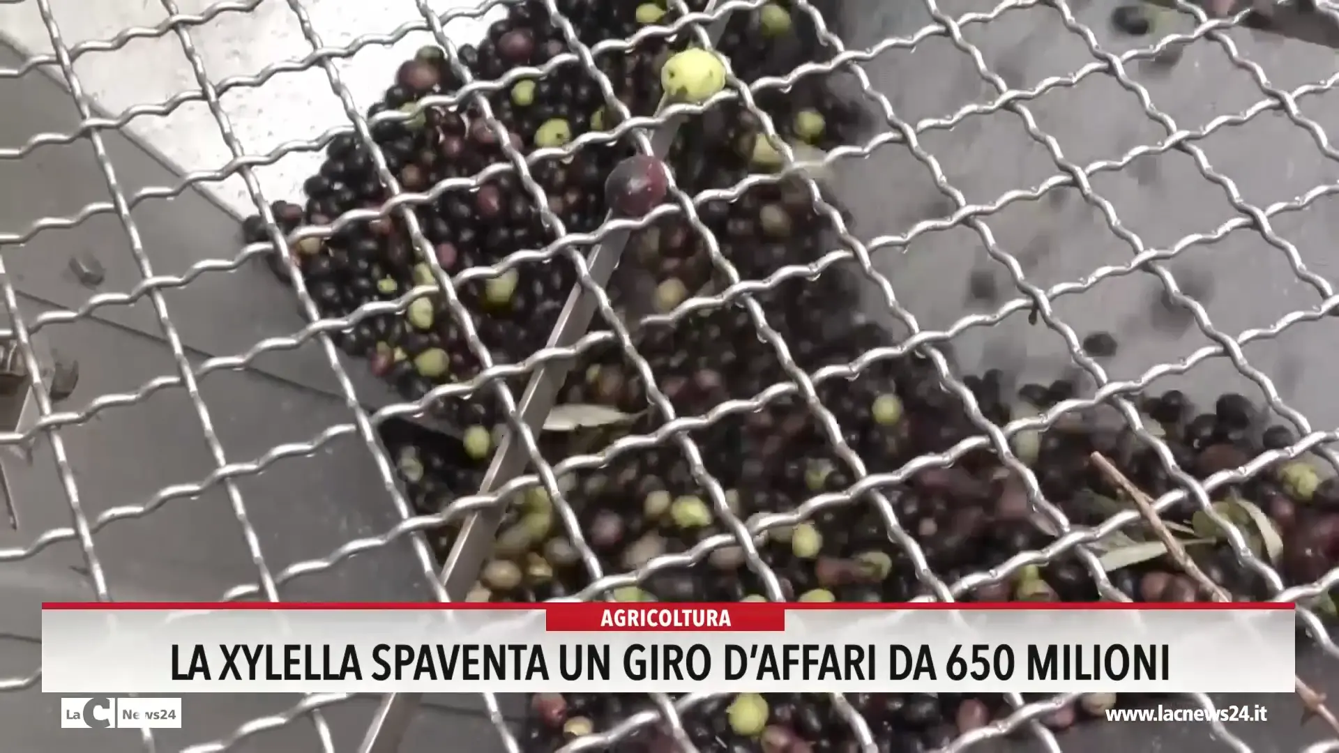 La Xylella spaventa un giro d affari da 650 milioni