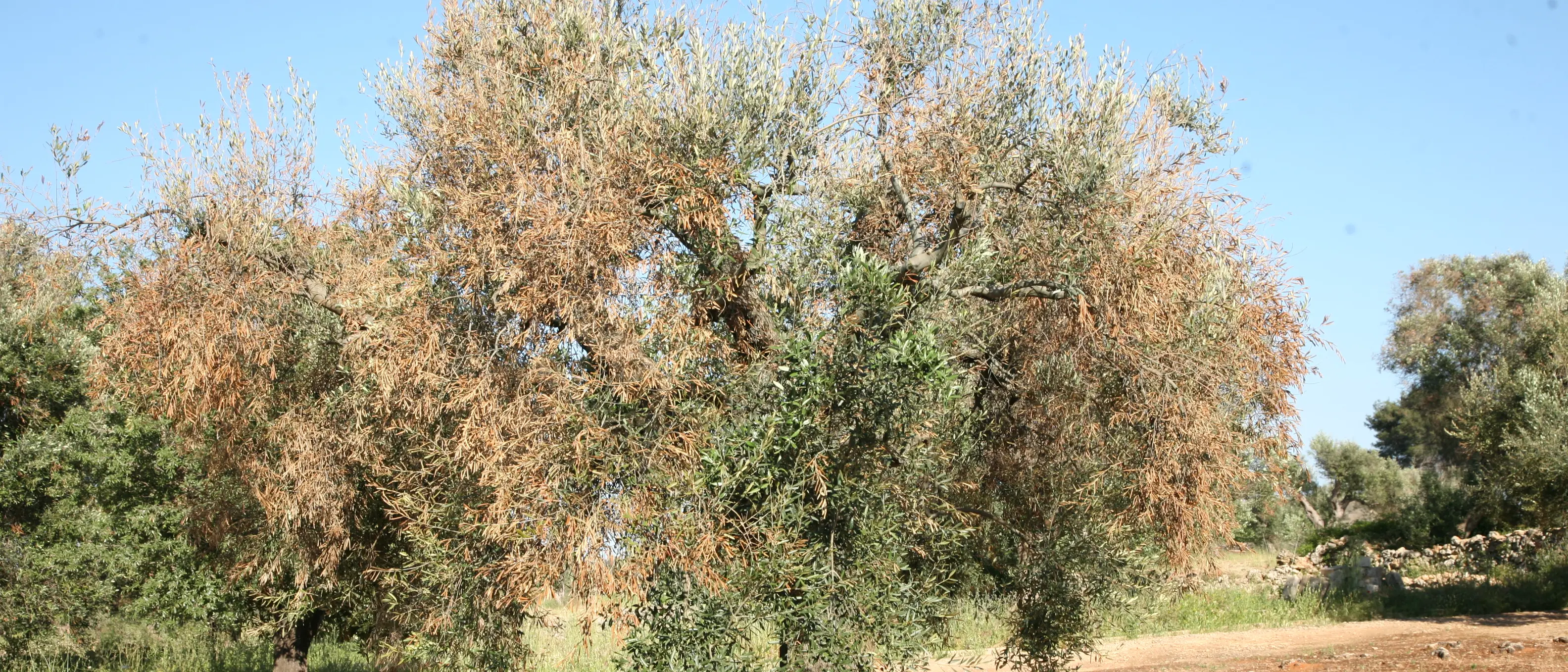 Xylella in Calabria, la Cia: «Bisogna bloccarla, potrebbe essere un colpo mortale per migliaia di aziende»\n