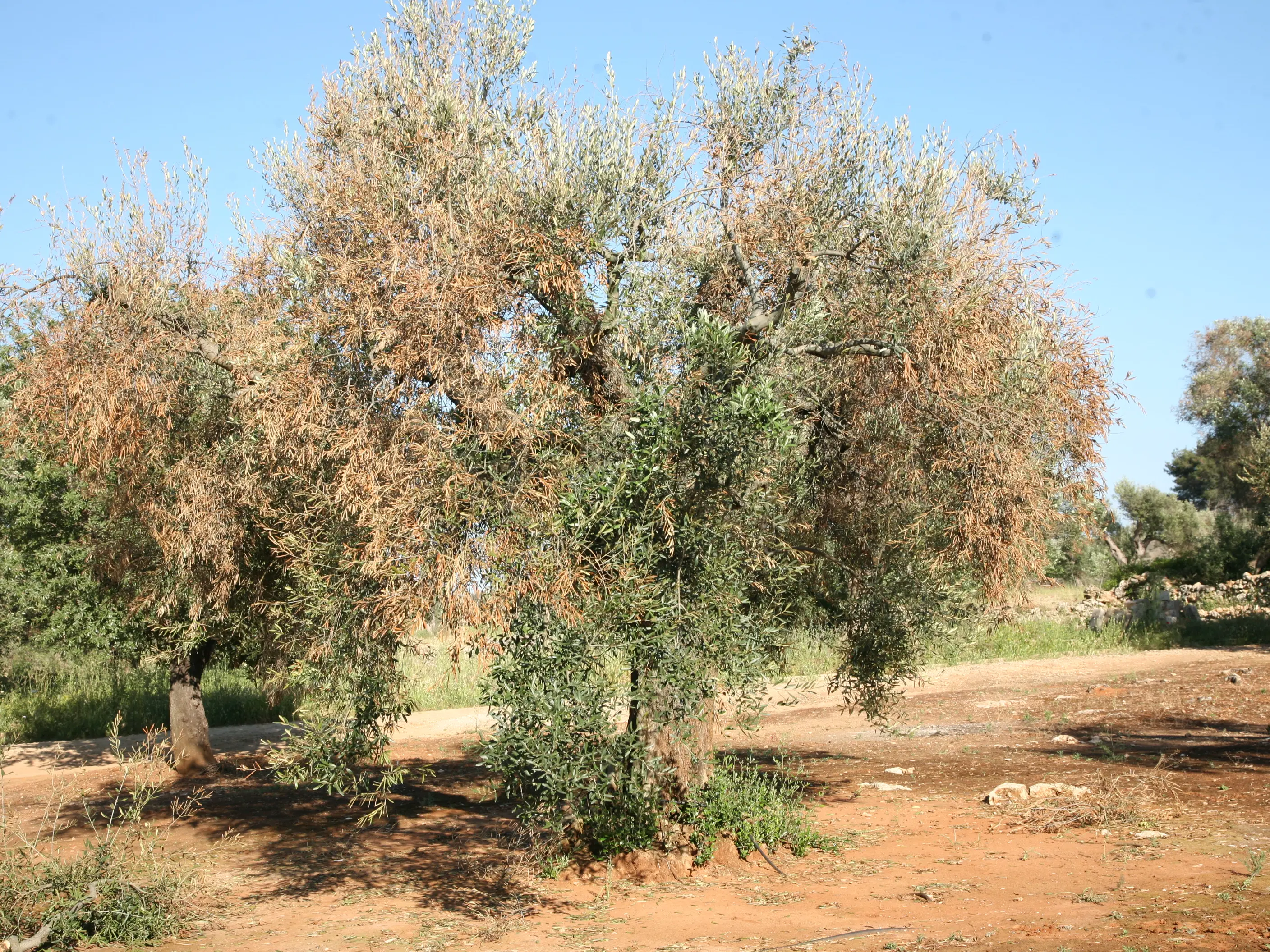 Xylella in Calabria, la Cia: «Bisogna bloccarla, potrebbe essere un colpo mortale per migliaia di aziende»