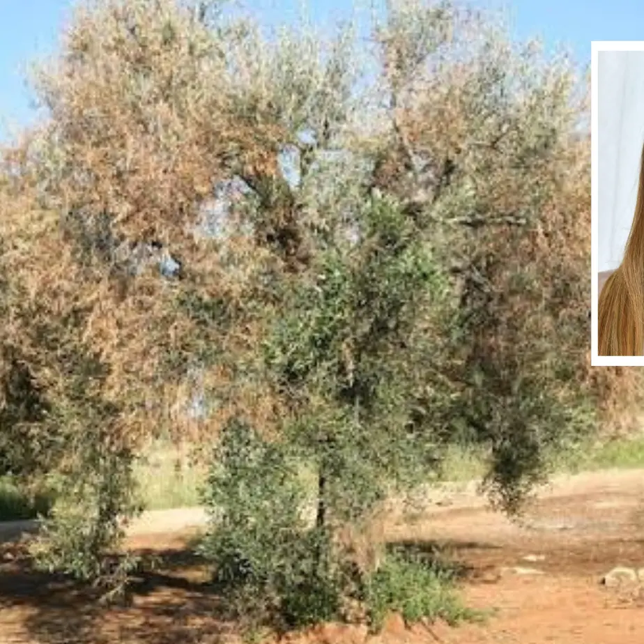 Xylella in Calabria, Santoianni: «Non servono allarmismi ma neanche esitazioni, dobbiamo giocare d’anticipo»\n