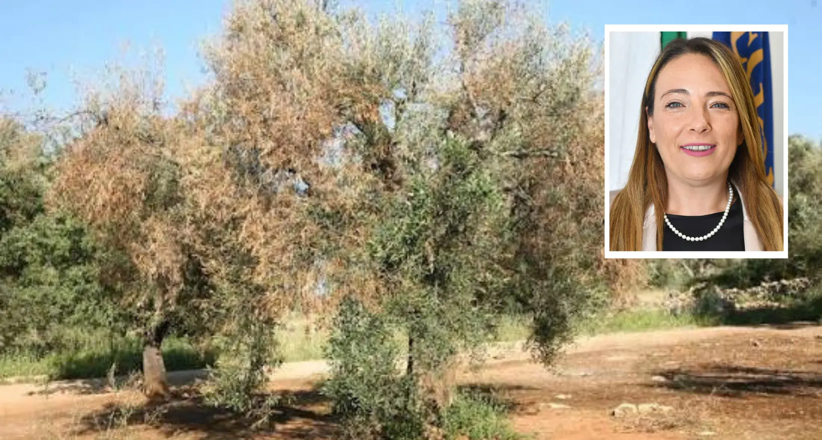 Xylella in Calabria, Santoianni: «Non servono allarmismi ma neanche esitazioni, dobbiamo giocare d’anticipo»\n