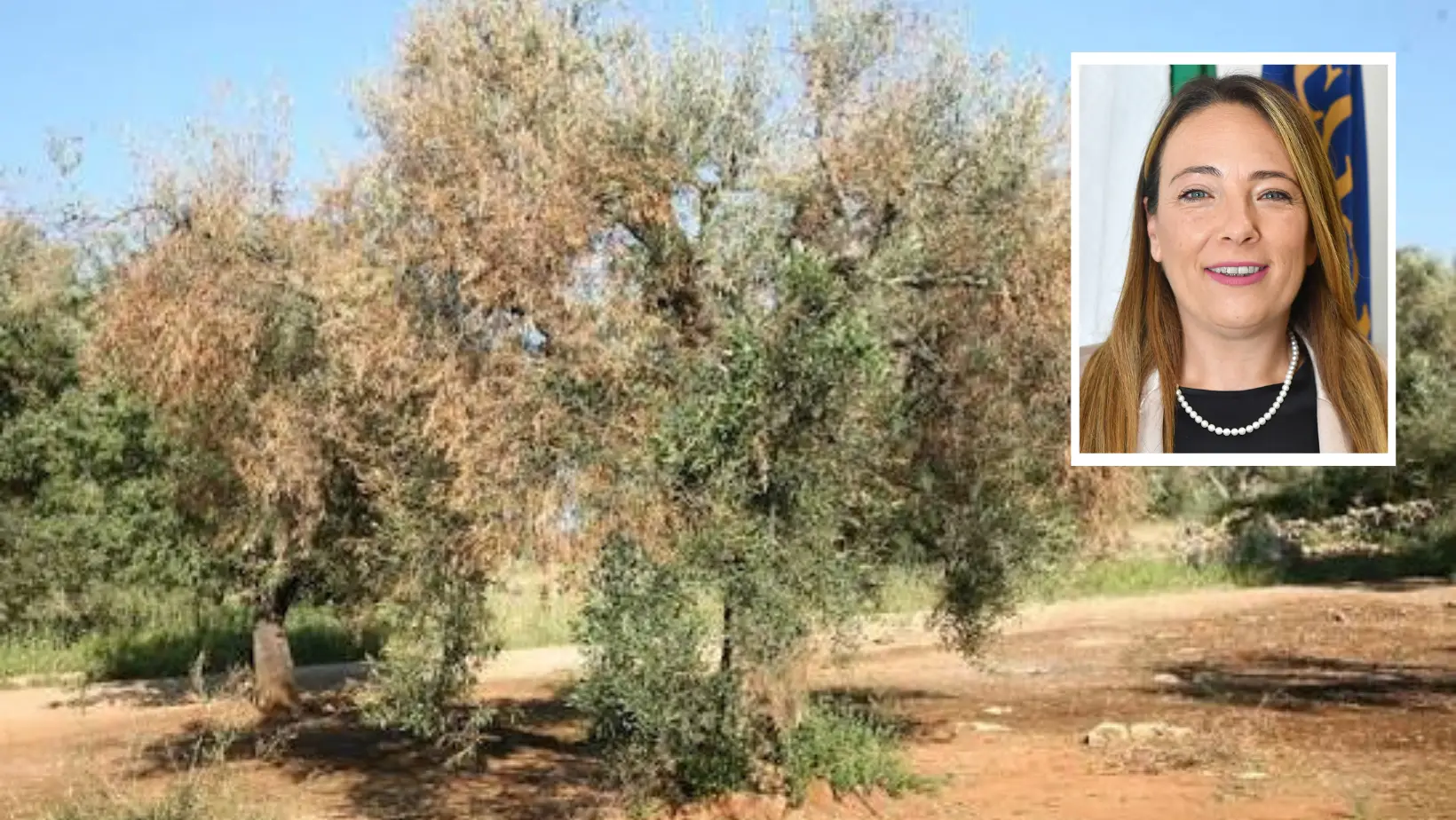 Xylella in Calabria, Santoianni: «Non servono allarmismi ma neanche esitazioni, dobbiamo giocare d’anticipo»\n