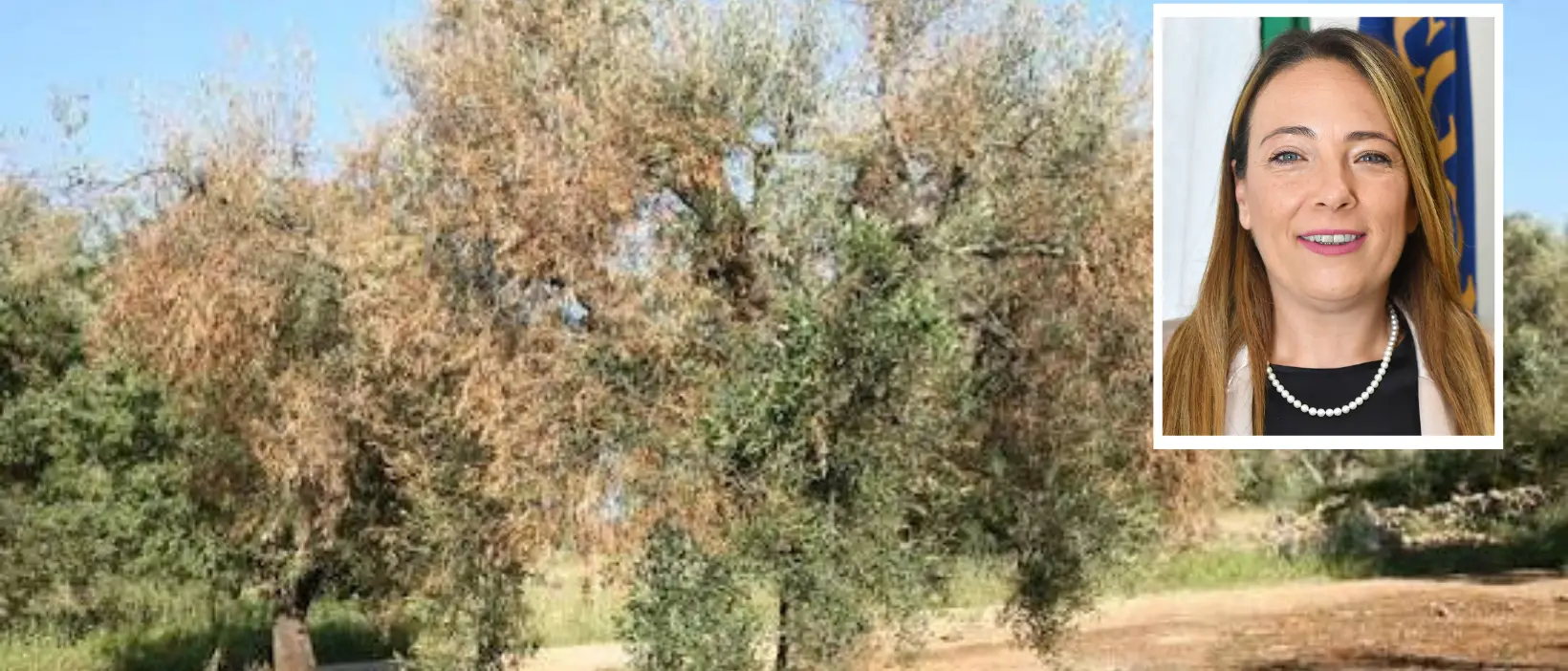 Xylella in Calabria, Santoianni: «Non servono allarmismi ma neanche esitazioni, dobbiamo giocare d’anticipo»\n