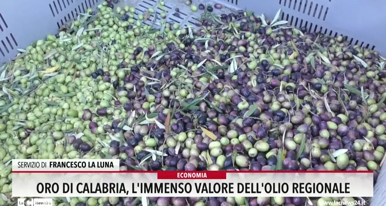 Oro di Calabria, l'immenso valore dell'olio regionale