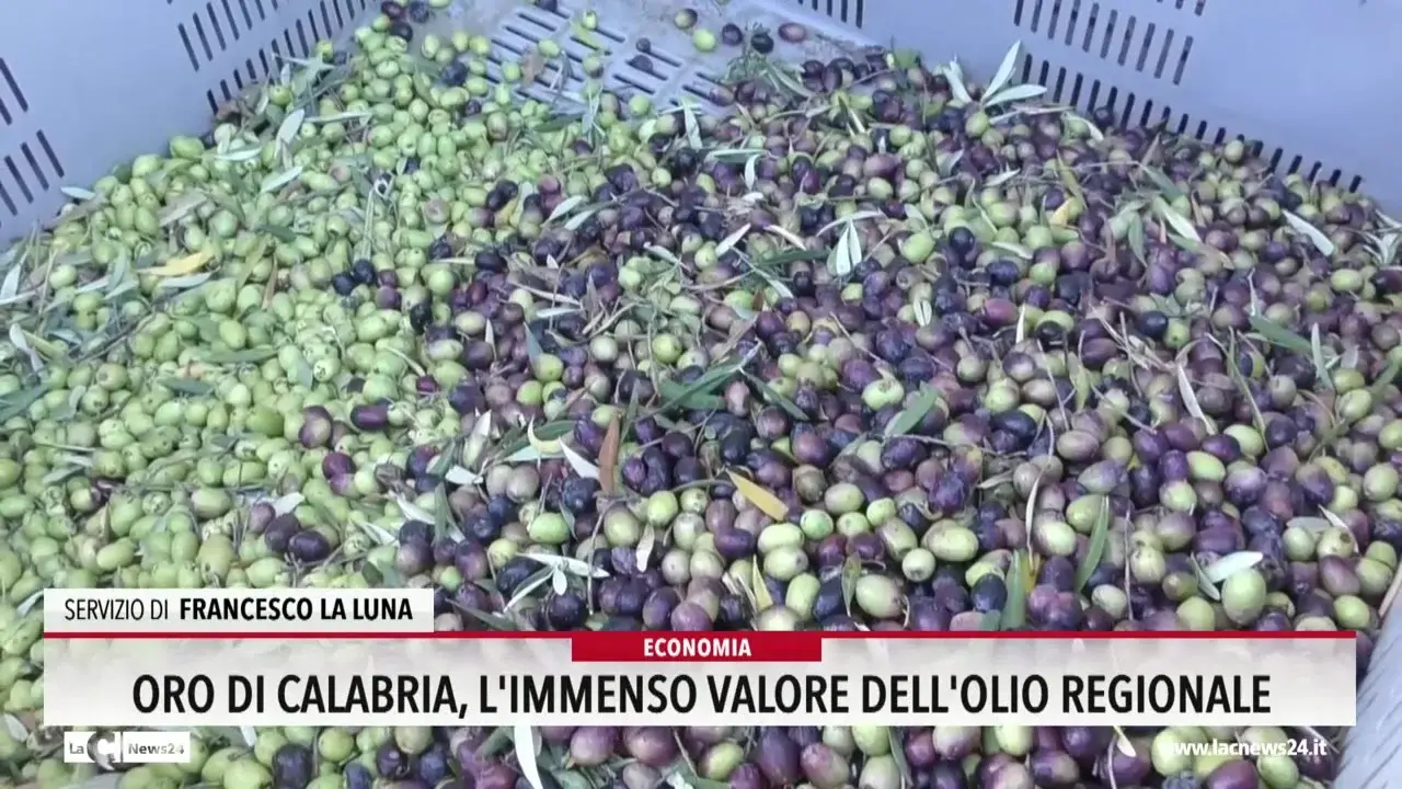 Oro di Calabria, l'immenso valore dell'olio regionale