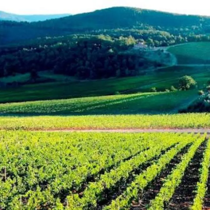 Danni da cinghiali, Futuro Nazionale accusa la Regione e propone un fondo sovrano\n