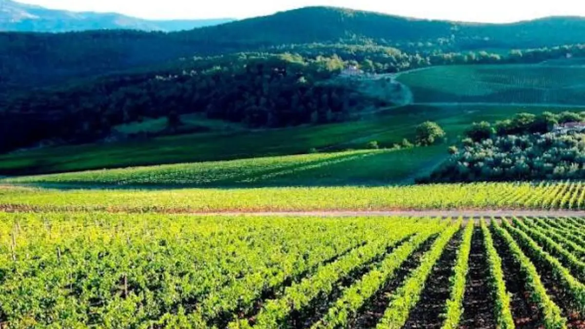 Danni da cinghiali, Futuro Nazionale accusa la Regione e propone un fondo sovrano\n