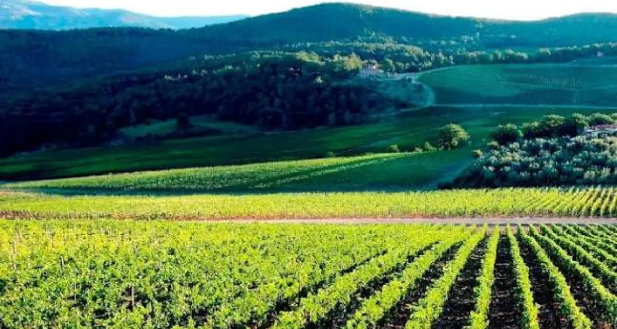 Danni da cinghiali, Futuro Nazionale accusa la Regione e propone un fondo sovrano\n