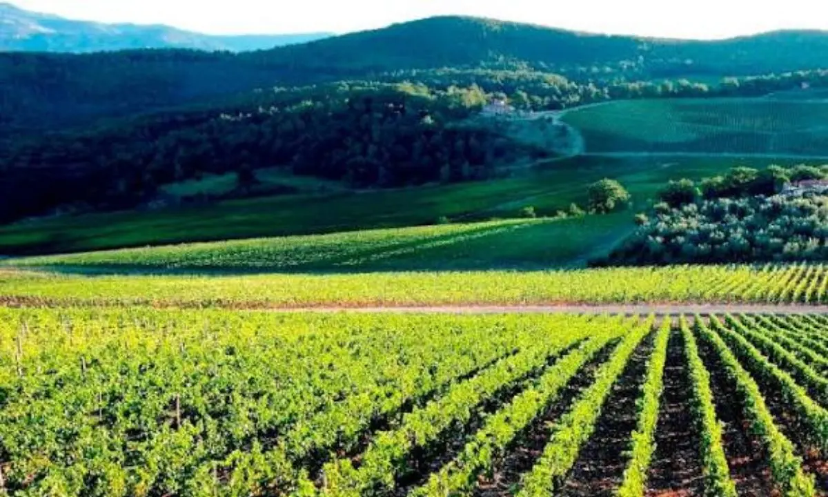 Danni da cinghiali, Futuro Nazionale accusa la Regione e propone un fondo sovrano\n