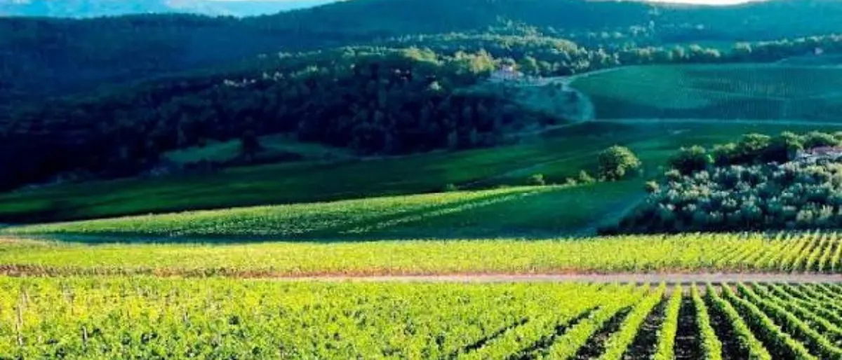Danni da cinghiali, Futuro Nazionale accusa la Regione e propone un fondo sovrano\n