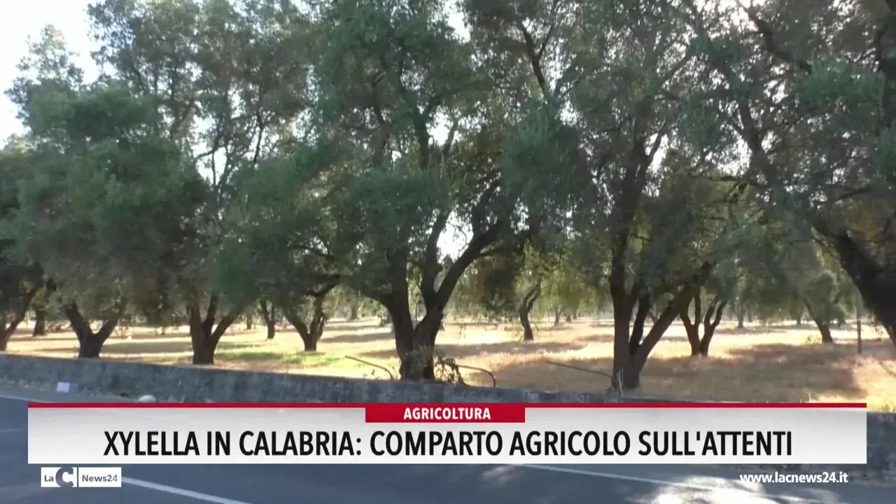 Xylella in Calabria, comparto agricolo sull'attenti