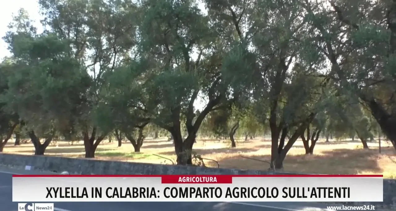 Xylella in Calabria, comparto agricolo sull'attenti