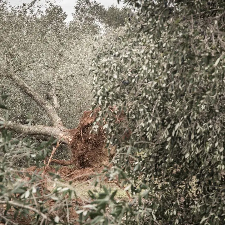 Xylella in Calabria, l’AIC scrive al Governo: «Massima attenzione per fermare il batterio»\n