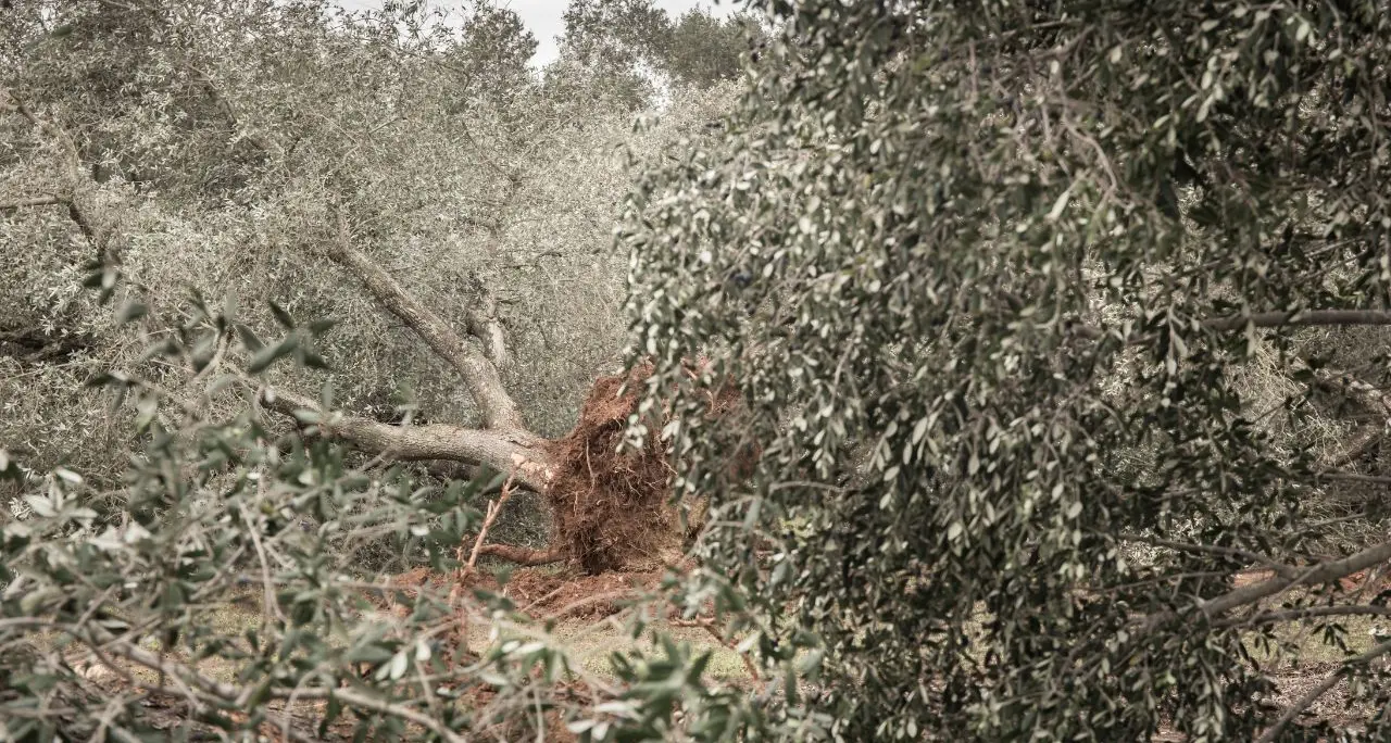 La Xylella attacca l’oro di Calabria: a rischio l’olio e un giro d’affari da centinaia di milioni\u00A0\n
