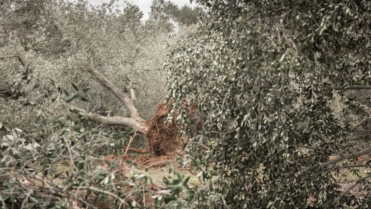 La Xylella attacca l’oro di Calabria: a rischio l’olio e un giro d’affari da centinaia di milioni\u00A0\n