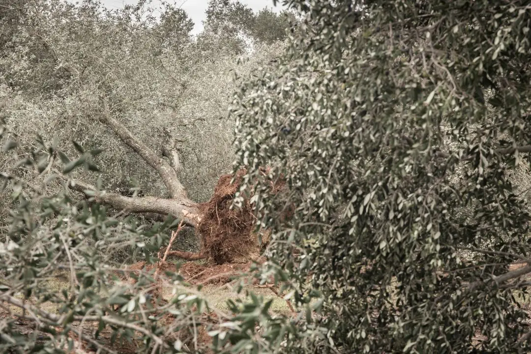 La Xylella attacca l’oro di Calabria: a rischio l’olio e un giro d’affari da centinaia di milioni\u00A0\n