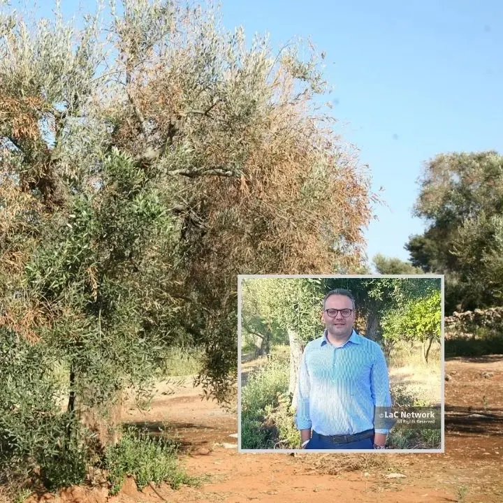 «La Xylella può ridurre a brandelli l’olivicoltura in Calabria»: l’agronomo Fazari mette in guardia sui pericoli del batterio\n