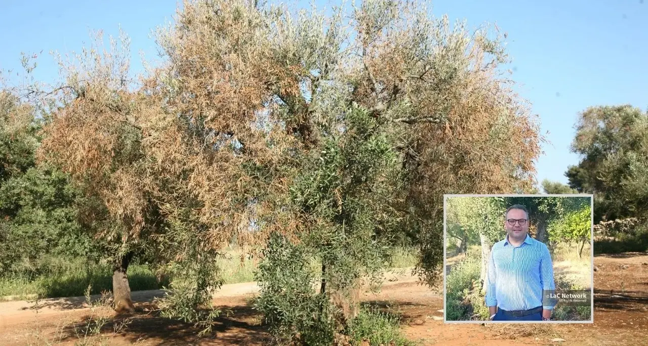«La Xylella può ridurre a brandelli l’olivicoltura in Calabria»: l’agronomo Fazari mette in guardia sui pericoli del batterio\n