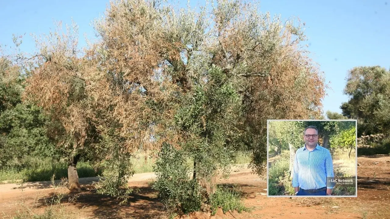 «La Xylella può ridurre a brandelli l’olivicoltura in Calabria»: l’agronomo Fazari mette in guardia sui pericoli del batterio\n