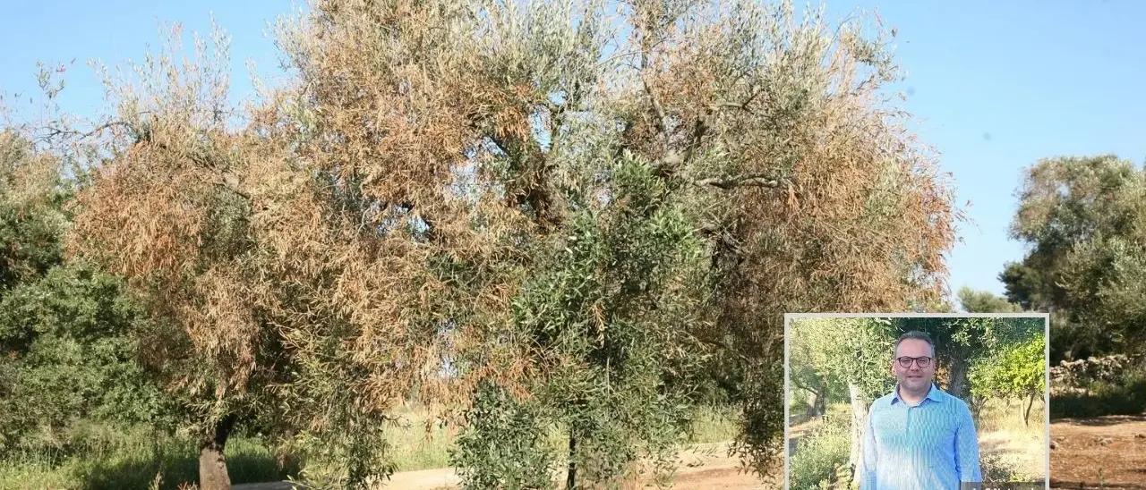 «La Xylella può ridurre a brandelli l’olivicoltura in Calabria»: l’agronomo Fazari mette in guardia sui pericoli del batterio\n