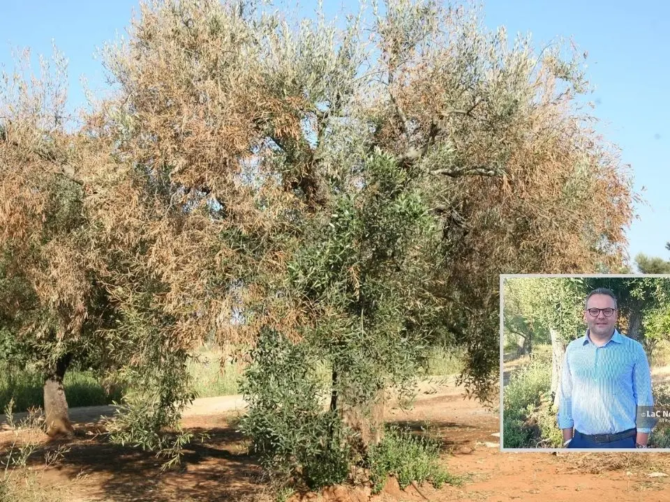 «La Xylella può ridurre a brandelli l’olivicoltura in Calabria»: l’agronomo Fazari mette in guardia sui pericoli del batterio