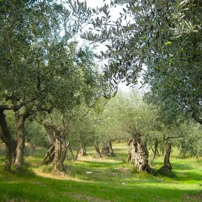 L’incubo Xylella anche sugli ulivi vibonesi, il Distretto del Cibo del territorio rurale invoca «massima severità nei controlli»\n
