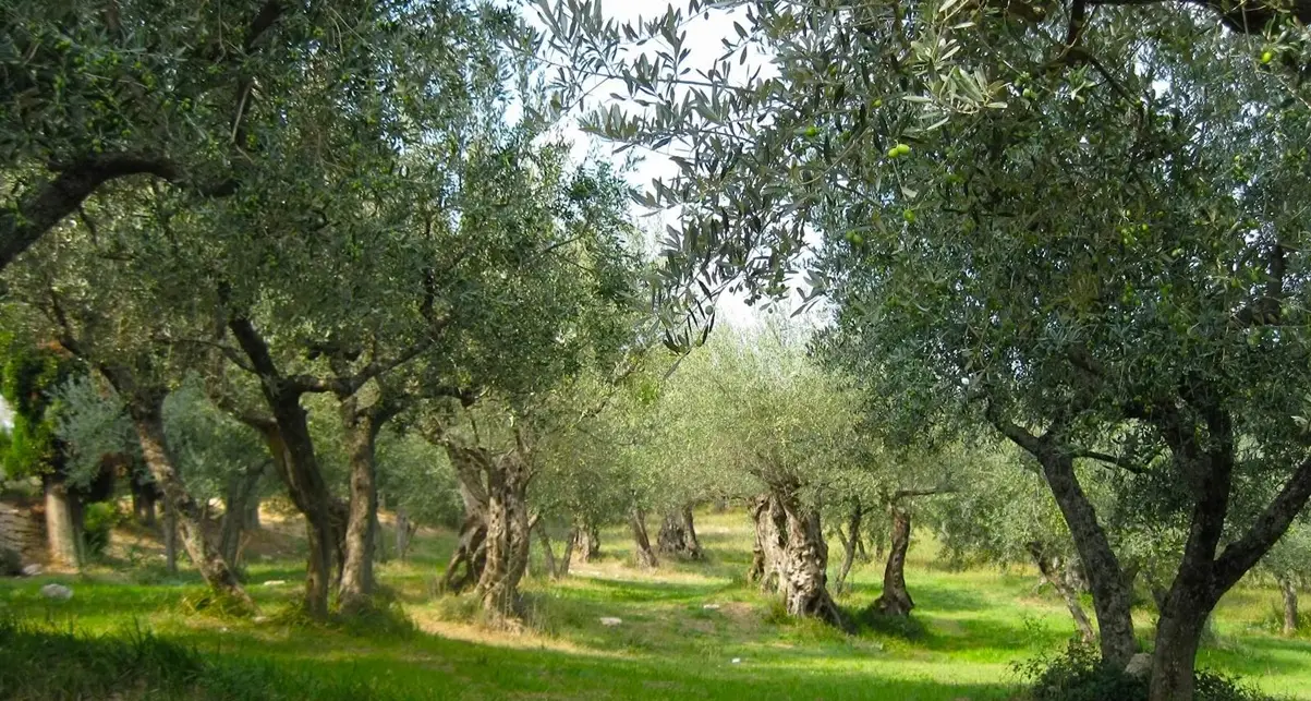 L’incubo Xylella anche sugli ulivi vibonesi, il Distretto del Cibo del territorio rurale invoca «massima severità nei controlli»\n
