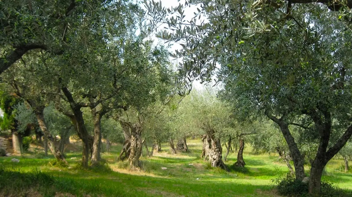 L’incubo Xylella anche sugli ulivi vibonesi, il Distretto del Cibo del territorio rurale invoca «massima severità nei controlli»\n