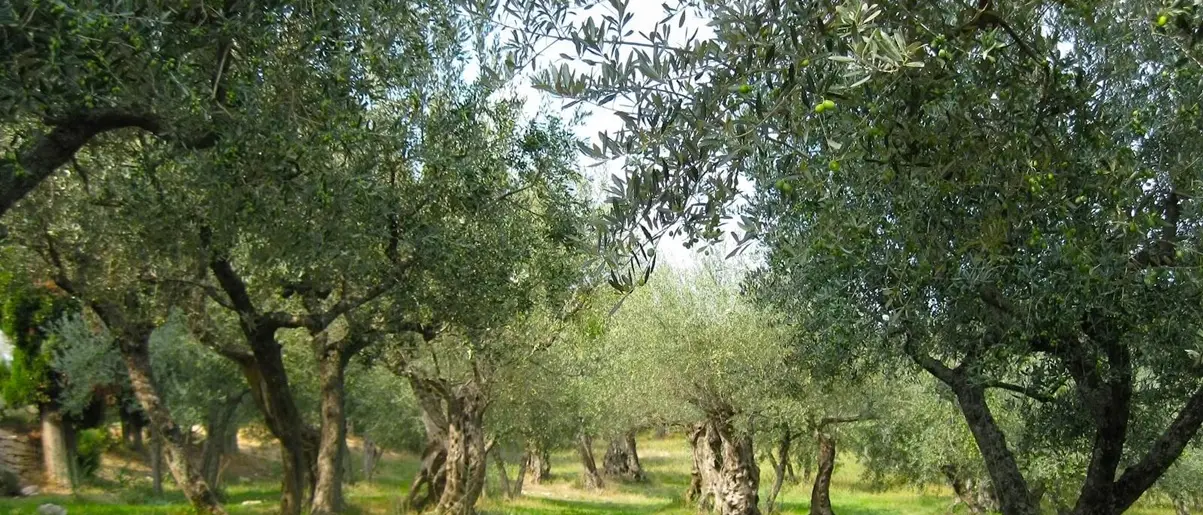 L’incubo Xylella anche sugli ulivi vibonesi, il Distretto del Cibo del territorio rurale invoca «massima severità nei controlli»\n