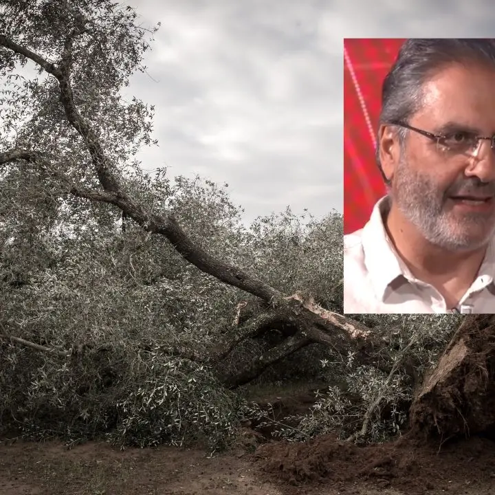 La Xylella è arrivata anche in Calabria, lotta contro il tempo per salvare 25 milioni di ulivi:\u00A0«Bisogna agire subito»\n