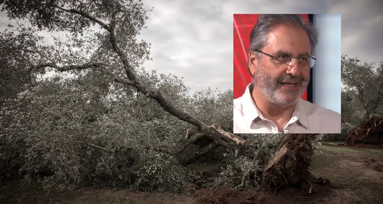 La Xylella è arrivata anche in Calabria, lotta contro il tempo per salvare 25 milioni di ulivi:\u00A0«Bisogna agire subito»\n